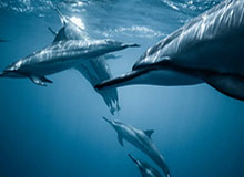 赛前采访Care:团前的配合(在努力改进),要和野辅一起起节奏